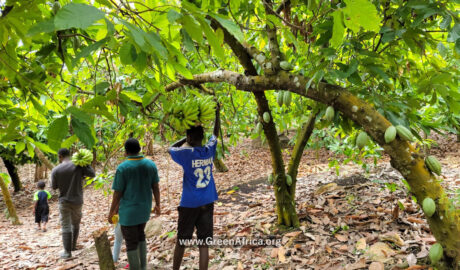 Food Forests Projects in Ghana Africa for Empowerment and Poverty Eradication