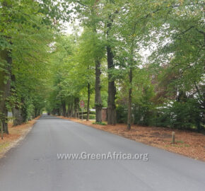 Fighting Climate Change - Tree Planting in Ghana West Africa by the Green Africa Project