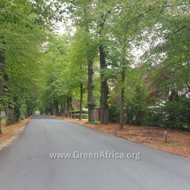 Fighting Climate Change - Tree Planting in Ghana West Africa by the Green Africa Project