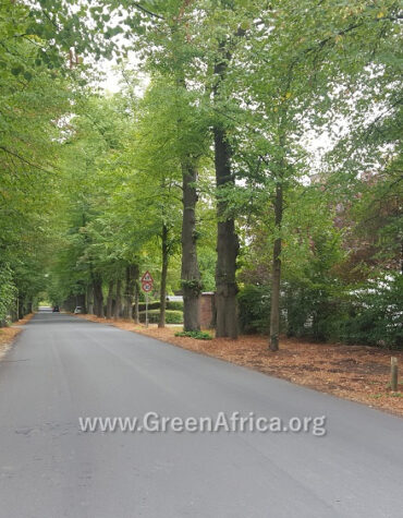 Fighting Climate Change - Tree Planting in Ghana West Africa by the Green Africa Project