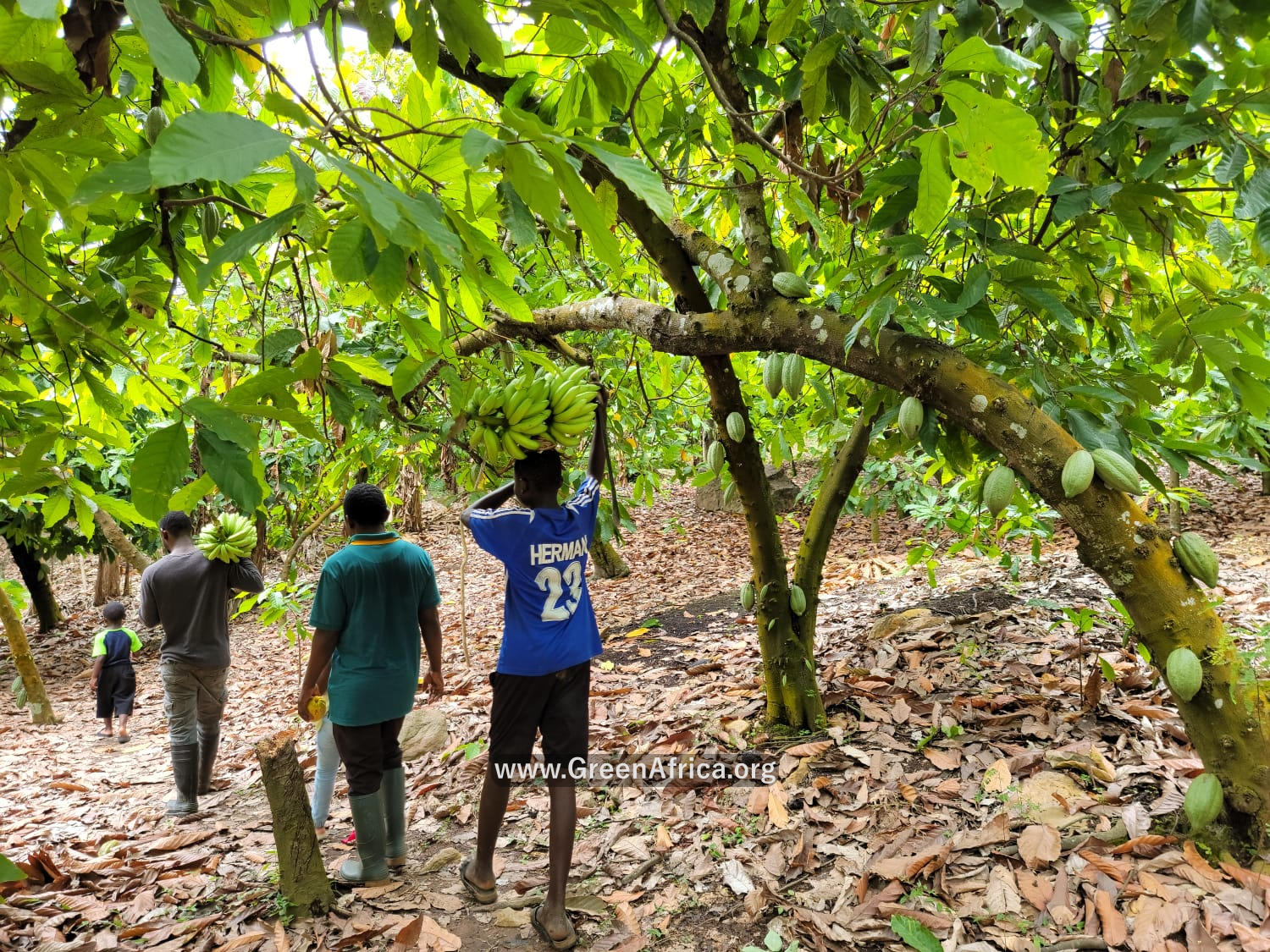 Food Forests Projects in Ghana Africa. Agriculture, Farming and Agroforestry, Agro-Forestry in Ghana